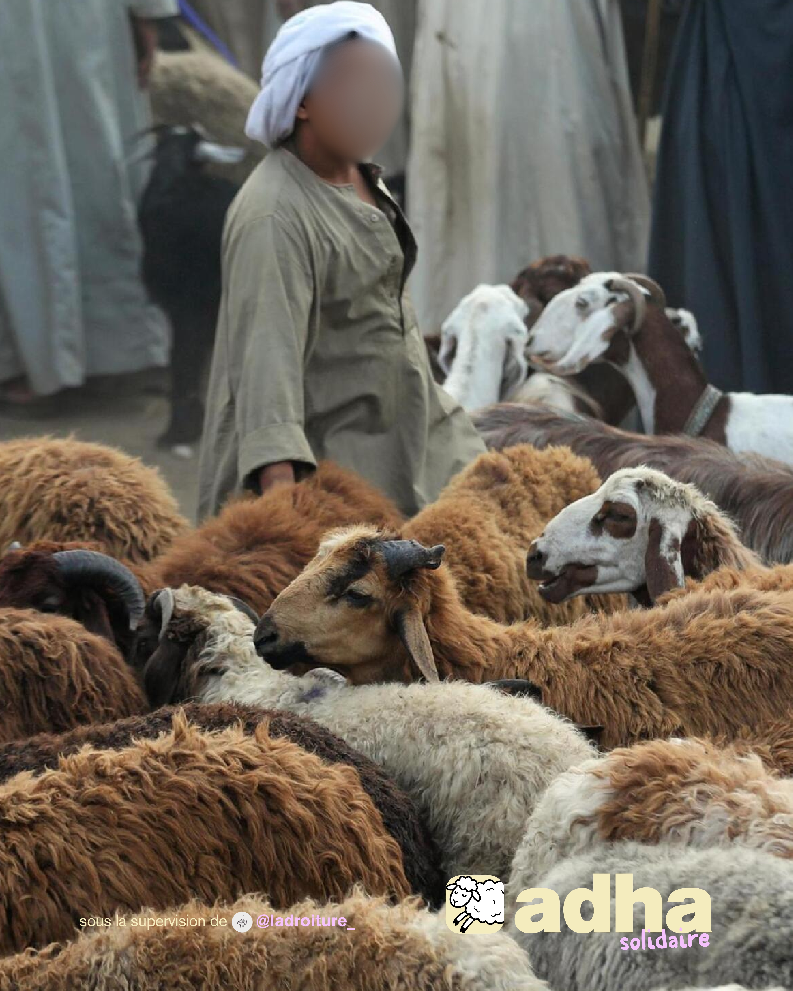 Moutons sélectionnés en Égypte — Adha Solidaire